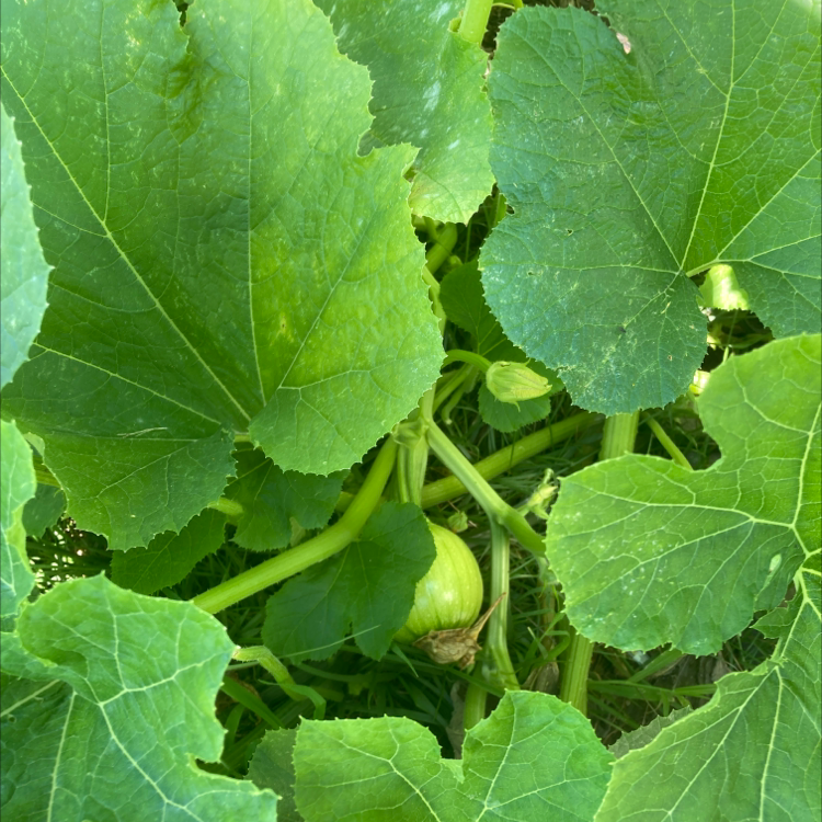 Why Are My Summer Squash Leaves Droopy? 💧