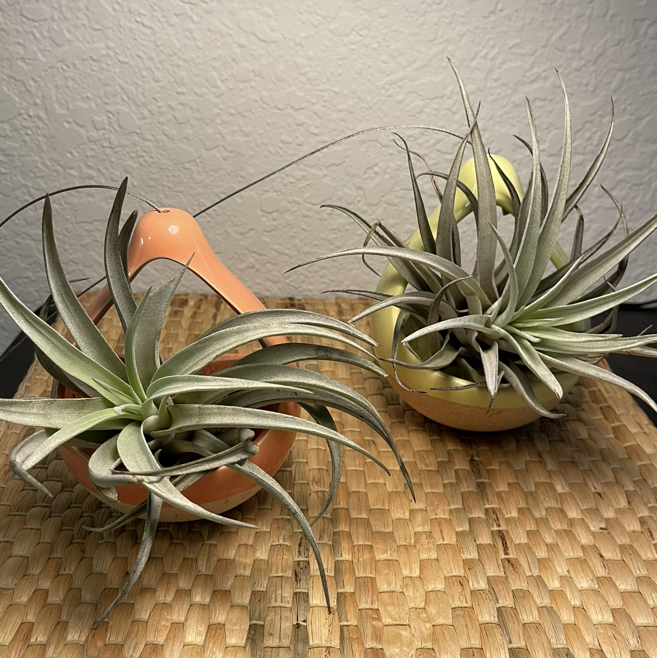 Two healthy Shirley Temple Air Plants in decorative holders on a woven mat.