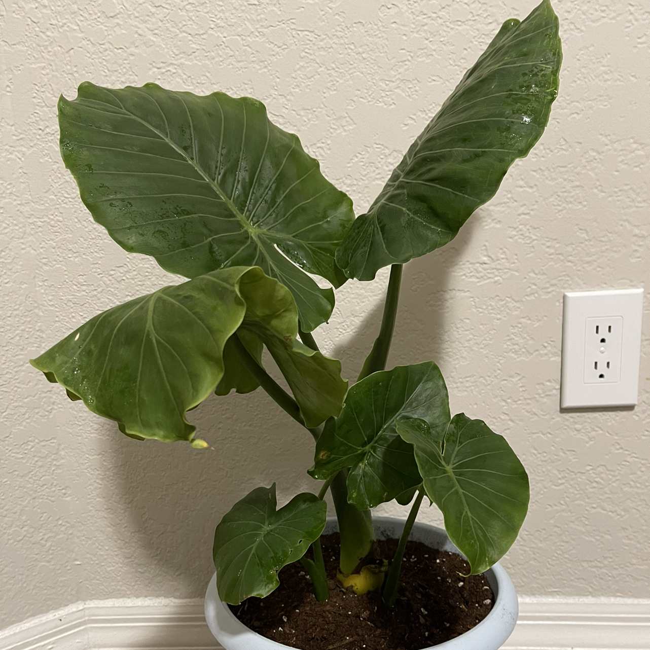 Potted Giant Taro plant with large green leaves indoors against a wall.