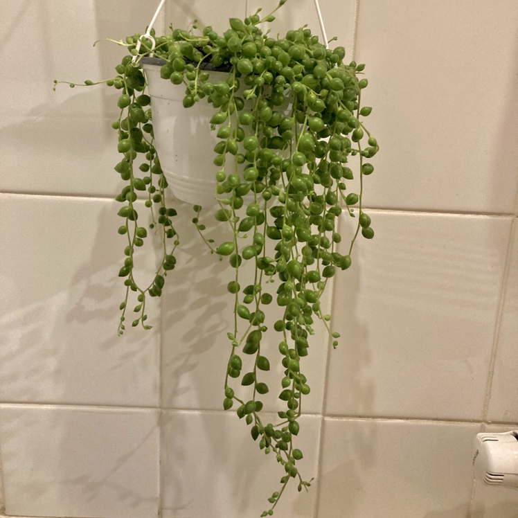 String of Pearls plant photo by @elphickplanter named Paul on Greg, the plant care app.