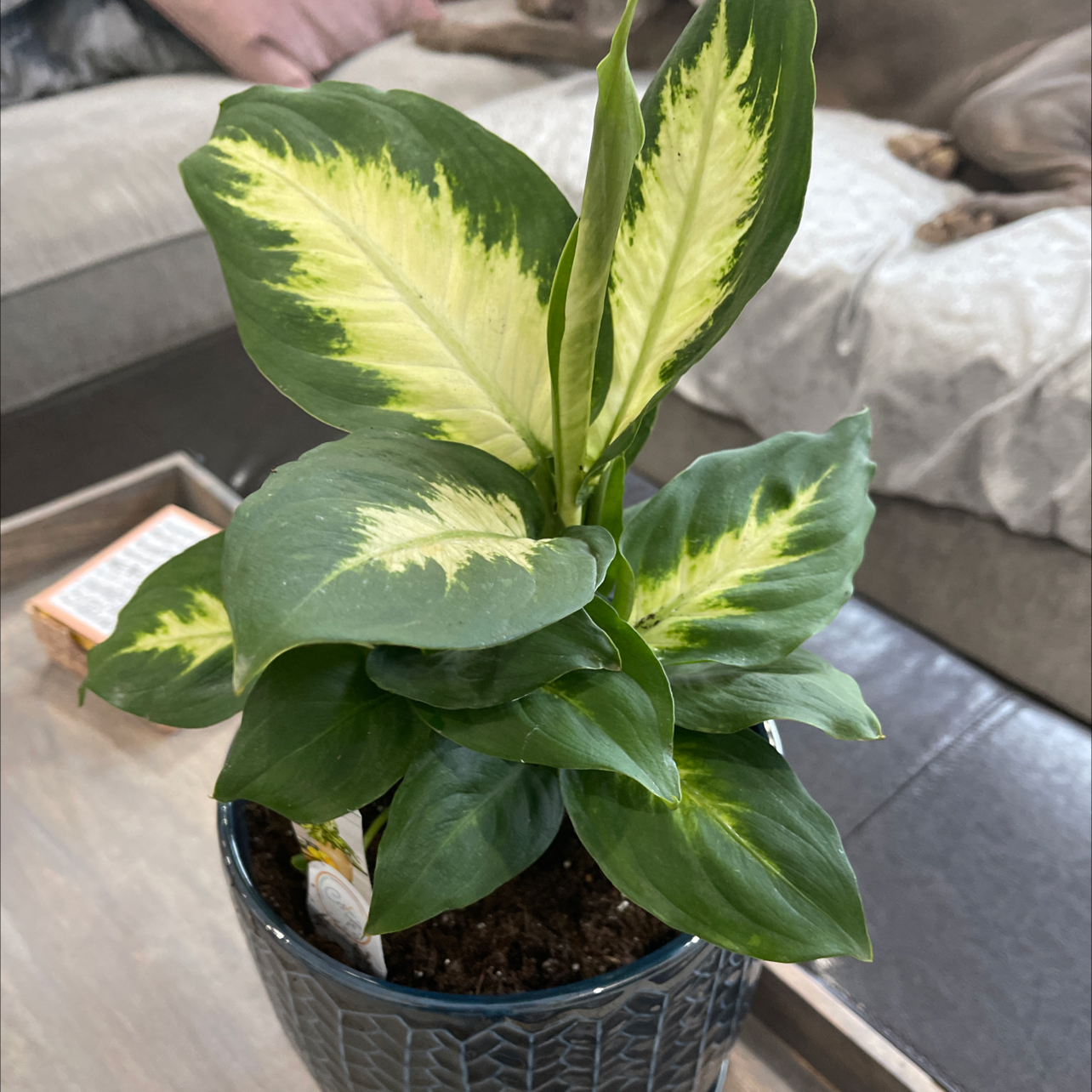 Dieffenbachia 'Compacta' plant in a pot with green and yellow variegated leaves.