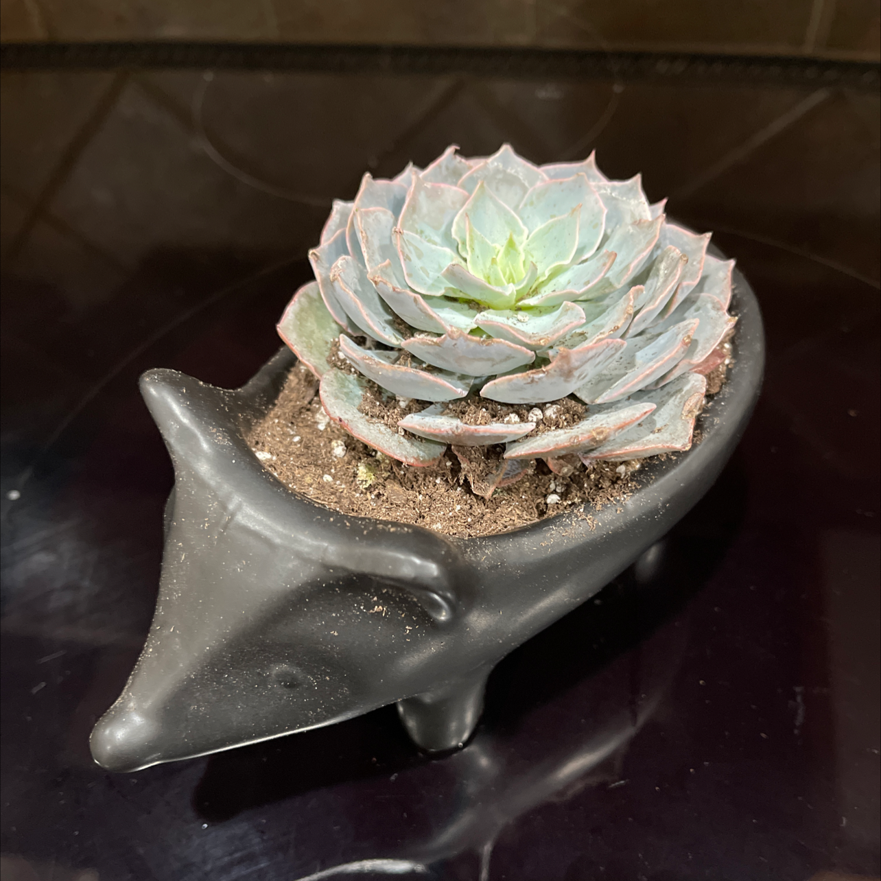 Blue Echeveria succulent in a small, animal-shaped pot with visible soil.