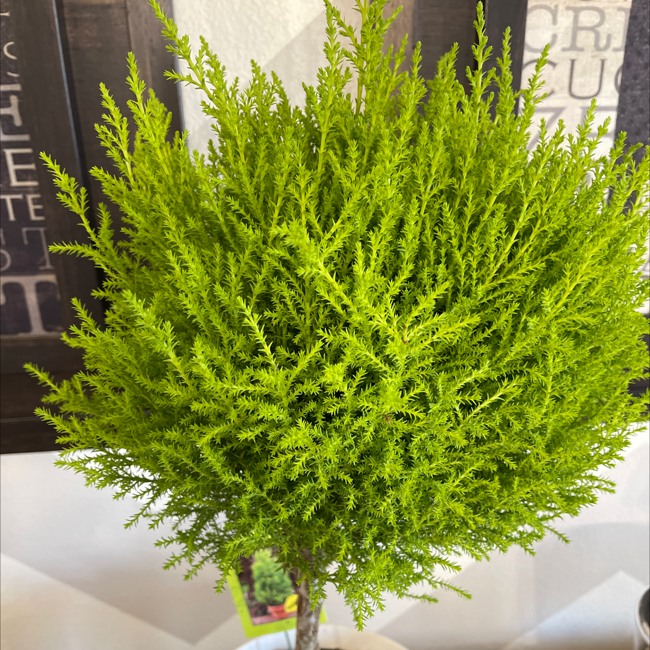 Healthy Cupressus macrocarpa plant with vibrant green foliage, well-framed and in focus.