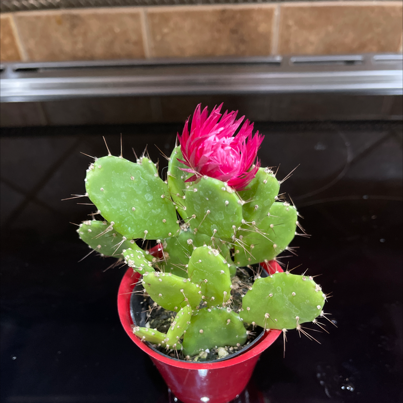 Barbary Fig plant in a red pot with green pads and a pink flower.