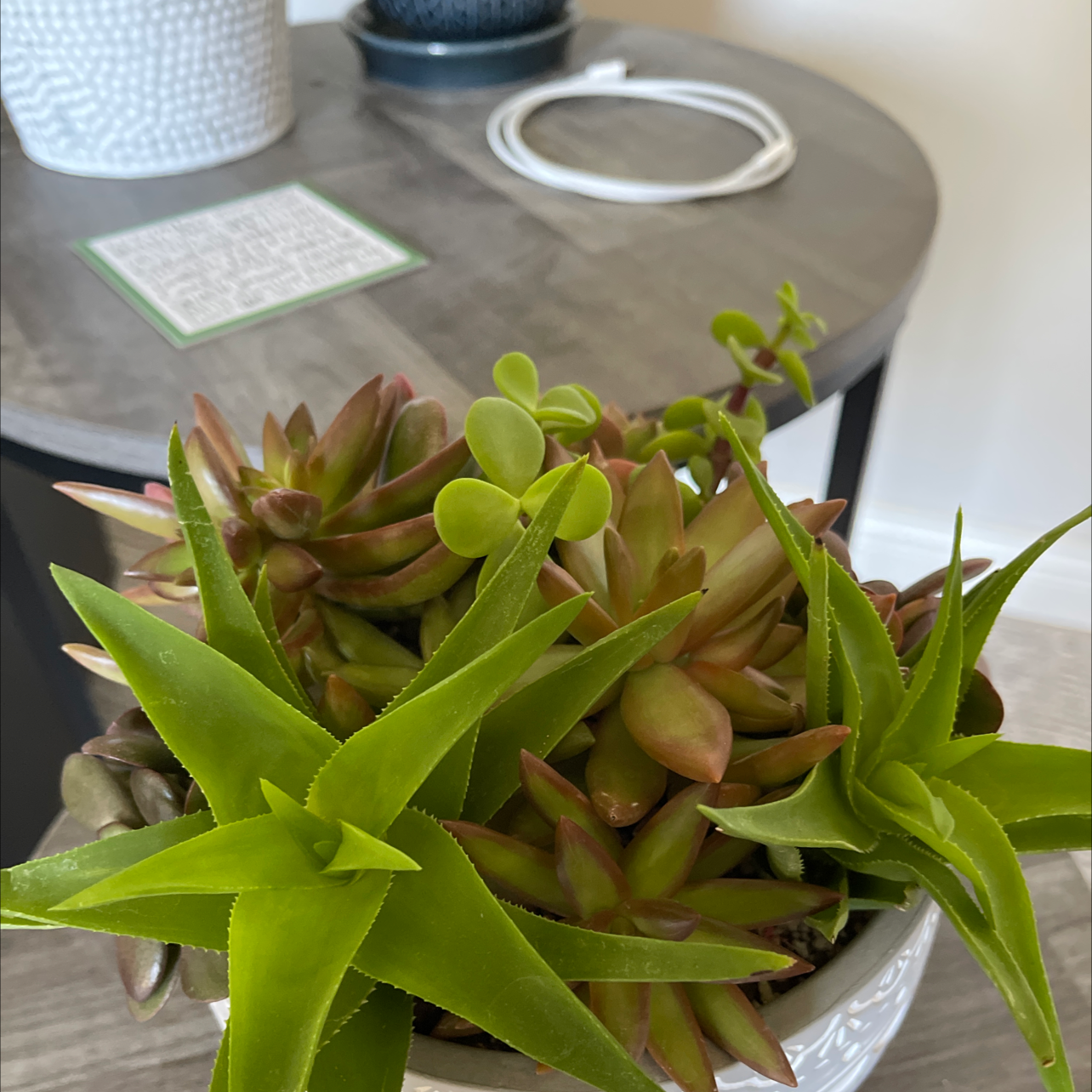 Potted Red Pagoda plant with vibrant green and reddish leaves, placed on a table.