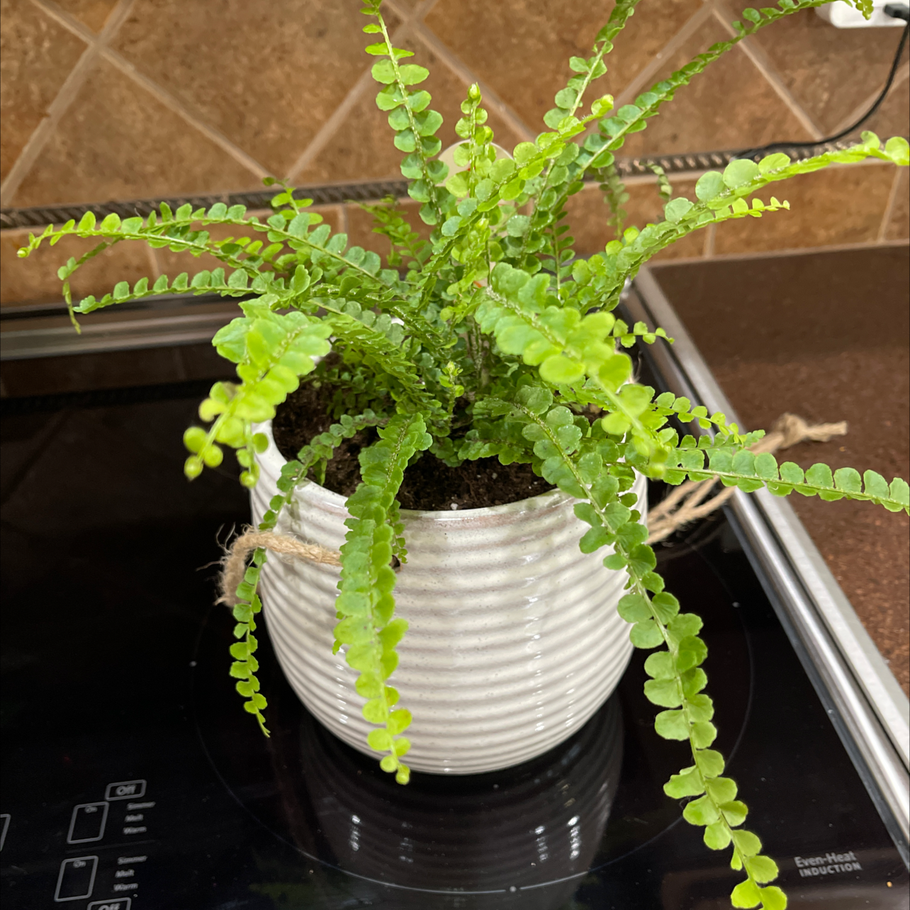 A healthy potted Erect Sword Fern with lush green foliage, placed on a laptop keyboard.