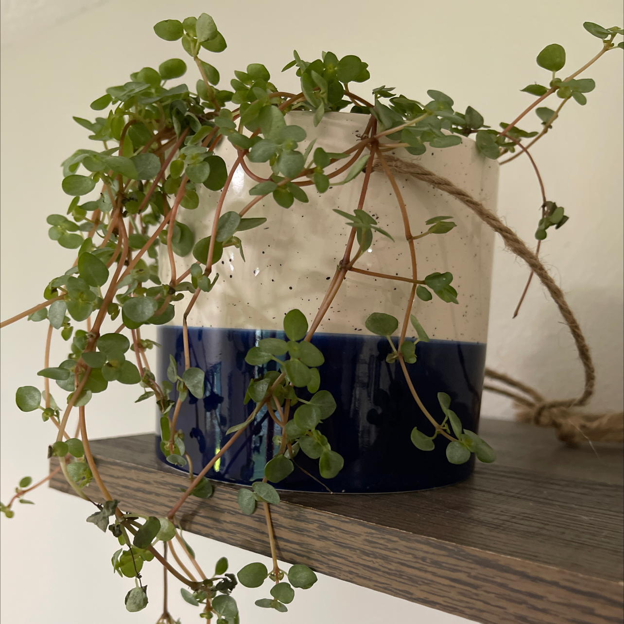 Common Purslane plant in a pot on a wooden shelf, with healthy green leaves.