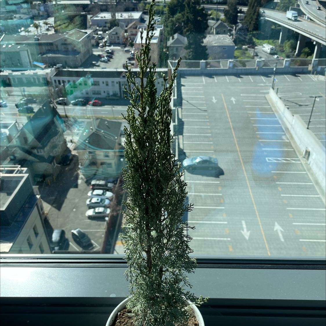 Mediterranean Cypress plant in a pot on a windowsill with a cityscape background.