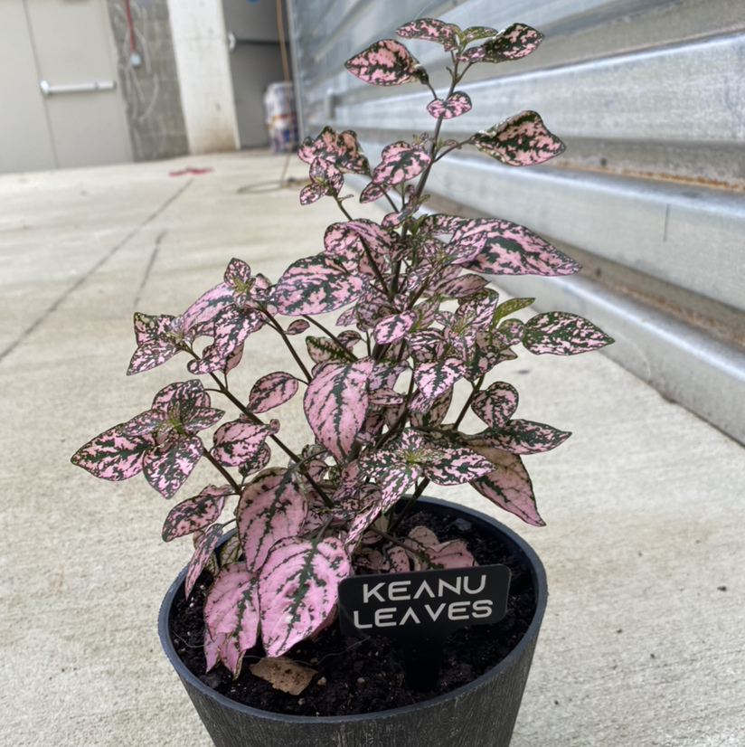 Polka Dot Plant plant photo by @SecretaryofSucculents named Keanu Springs on Greg, the plant care app.