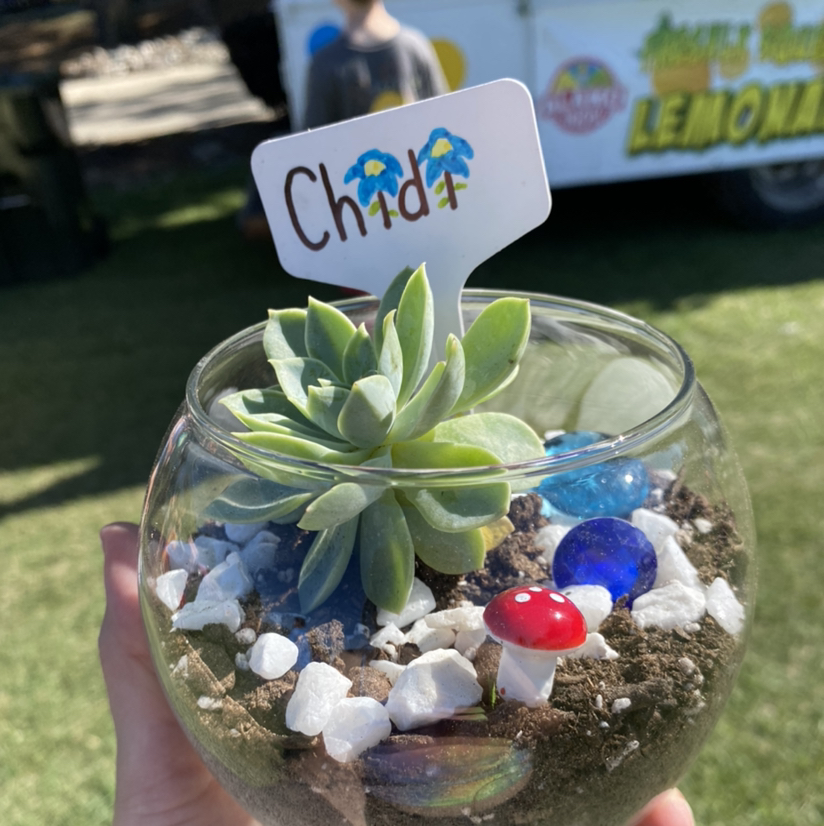 Mexican Snowball plant photo by @SecretaryofSucculents named Chidi on Greg, the plant care app.
