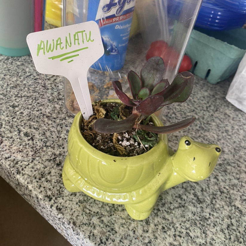 Photo of the plant species Painted Echeveria by @SecretaryofSucculents named Awanatu on Greg, the plant care app