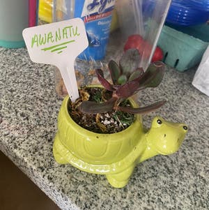 Painted Echeveria plant photo by @SecretaryofSucculents named Awanatu on Greg, the plant care app.