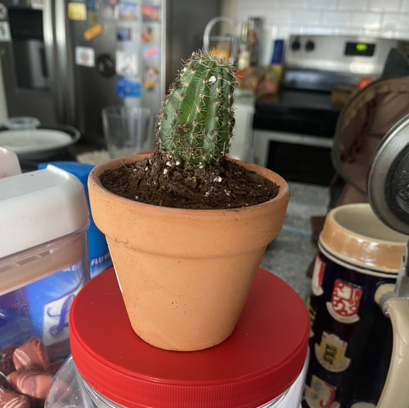 Photo of the plant species Hooked Cactus by @SecretaryofSucculents named Kobe on Greg, the plant care app