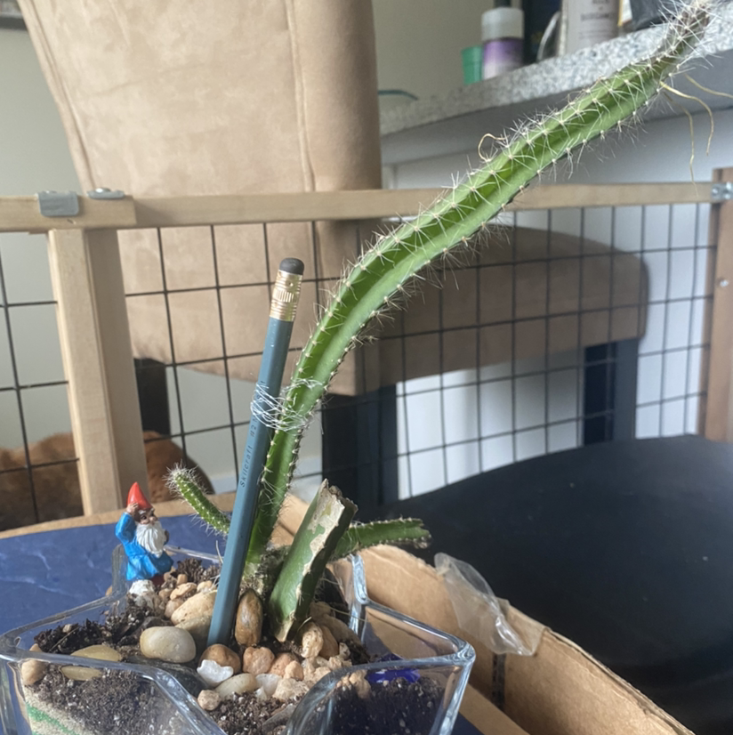 Queen of the Night plant photo by @SecretaryofSucculents named Mojavè on Greg, the plant care app.