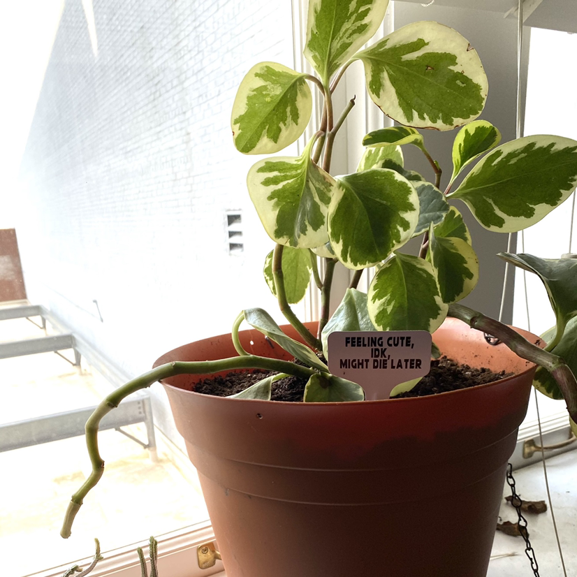 Baby Rubber Plant plant photo by @SecretaryofSucculents named Fujiko on Greg, the plant care app.