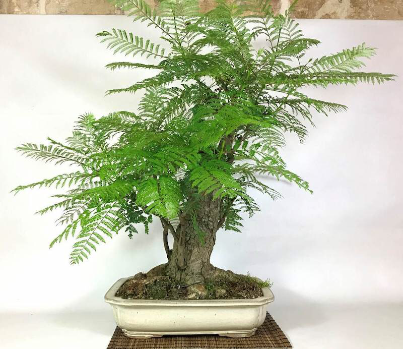 Photo of the plant species Jacaranda by @WordNerdGuy named Brazilian Rosewood on Greg, the plant care app