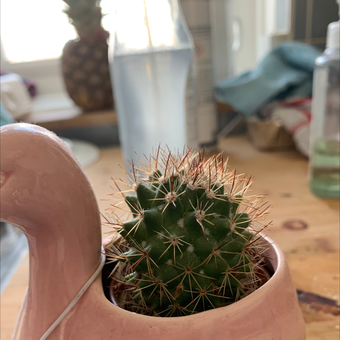 A healthy Mammillaria Melanocentra cactus in a pink pot with household items in the background.