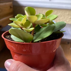Peperomia 'Hope' plant photo by Randi named Hope on Greg, the plant care app.