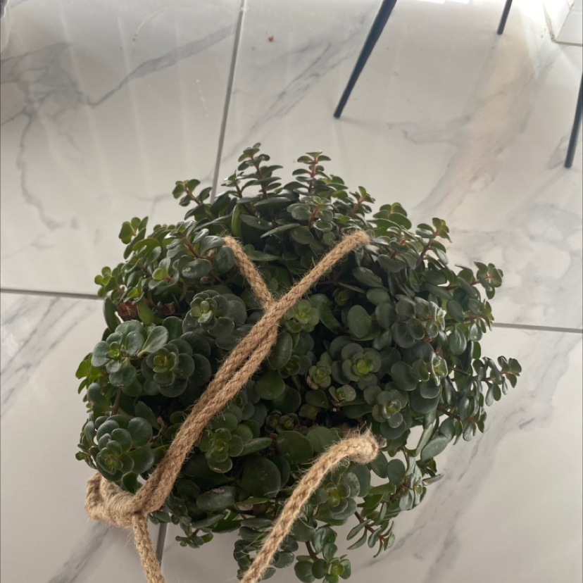 Graptoveria 'Lovely Rose' succulent in a hanging pot with rosette-shaped leaves.