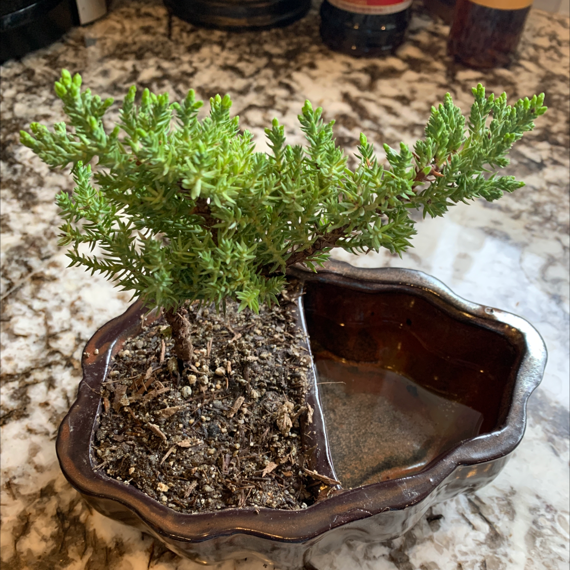 Japanese Garden Juniper in a divided pot with visible soil and healthy green foliage.
