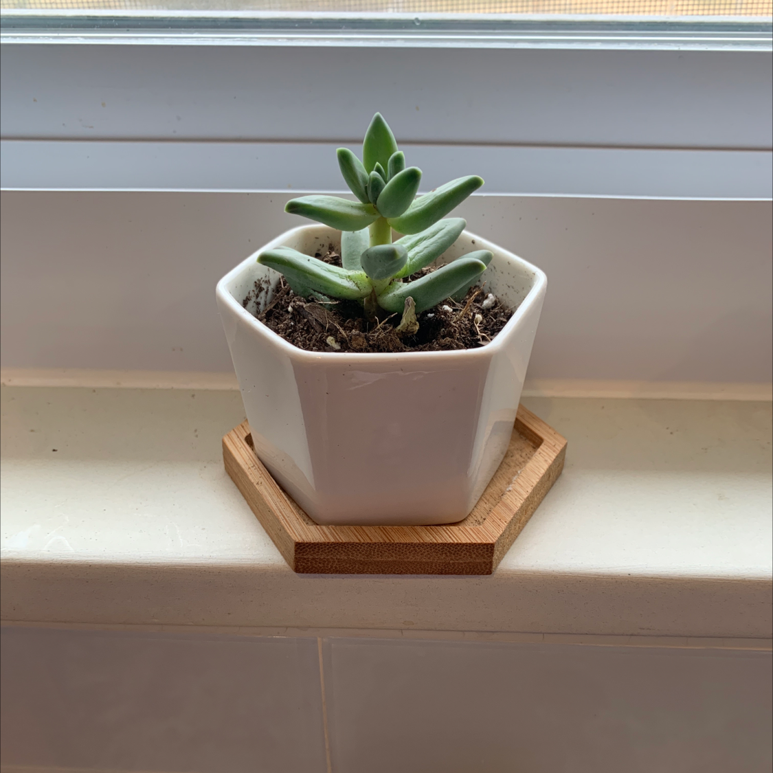 Photo of the plant species Crassula mesembryanthemoides by @Cnbwebdesign named Eve on Greg, the plant care app