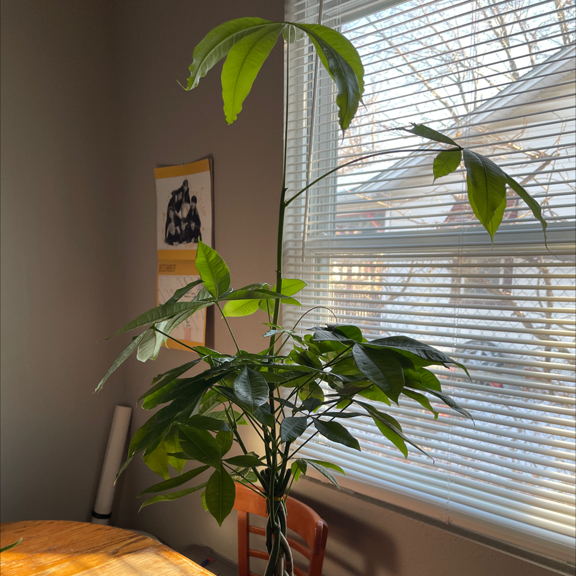 Healthy money tree with braided trunk and lush green leaves in front of a window with blinds in a home setting.