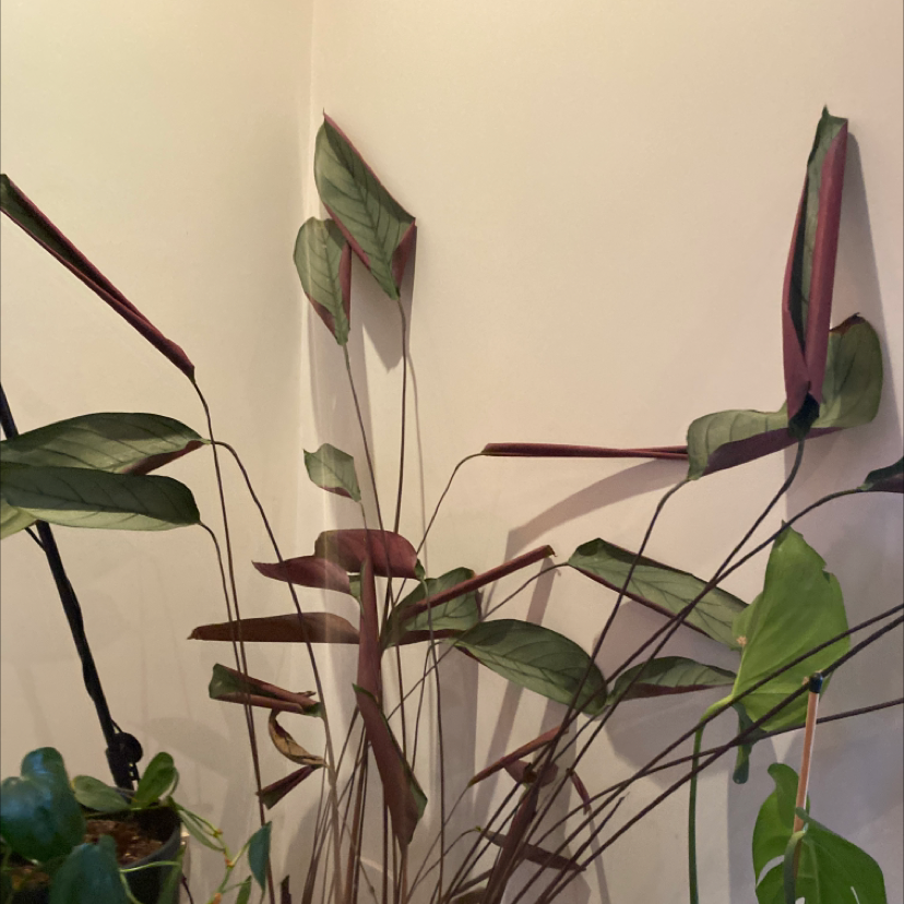 Never Never Plant 'Grey Star' with elongated, lance-shaped leaves, well-framed and healthy.