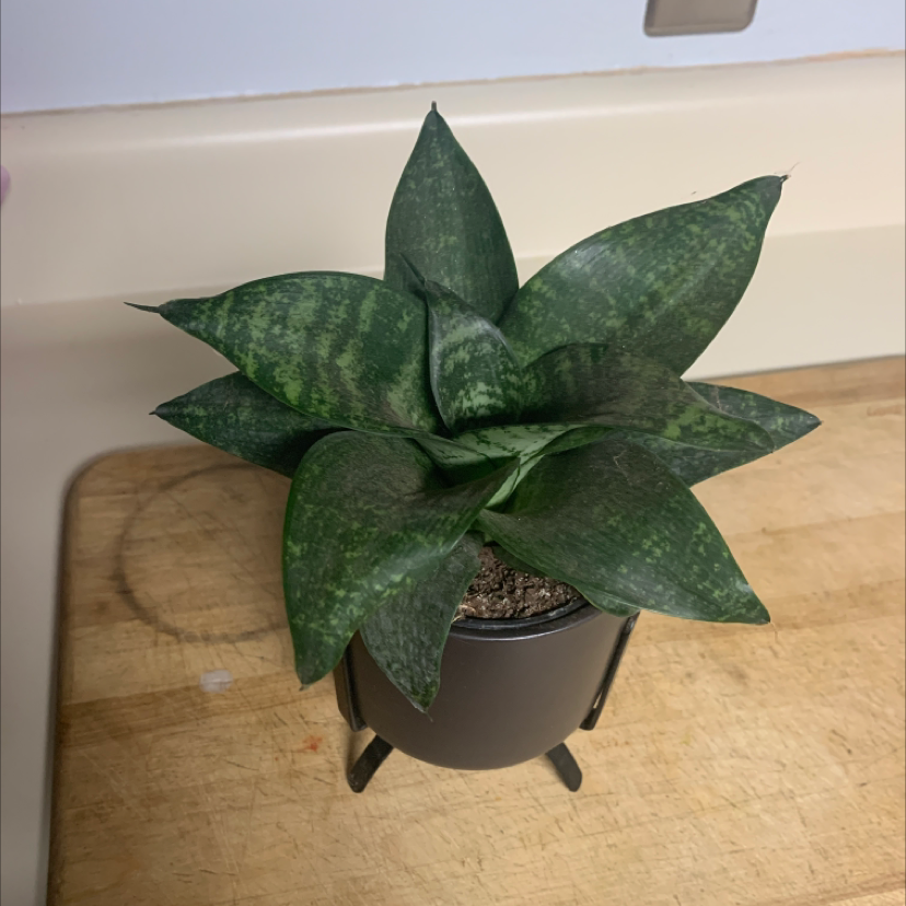 Snake Plant plant photo by Lucille named Topper on Greg, the plant care app.