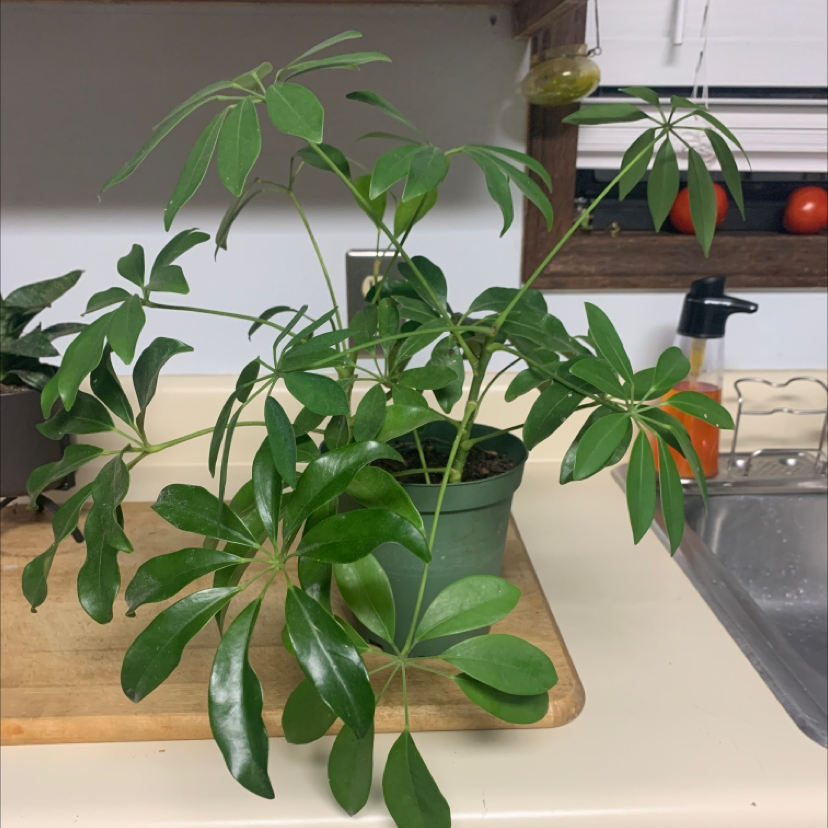 Dwarf Umbrella Tree plant photo by Lucille named Baby Bella on Greg, the plant care app.