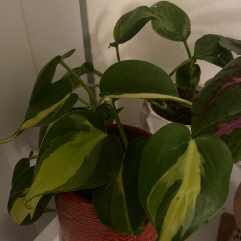 Photo of the plant species Creeping Jenny by @smerlock named Ralph on Greg, the plant care app