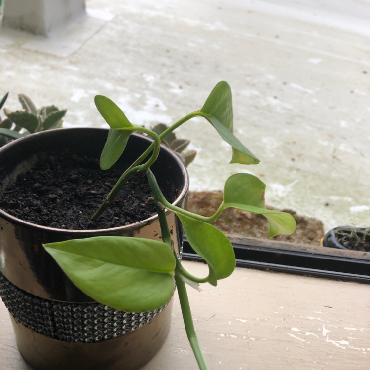Marble Queen Pothos plant photo by @vintagec0ke named Gilbert on Greg, the plant care app.