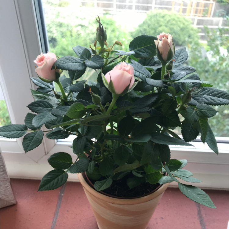 Potted Dog Rose plant with pink flowers in bloom, placed on a windowsill.