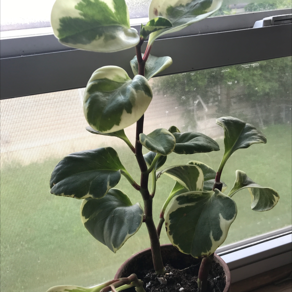Baby Rubber Plant plant photo by @Kaiterin named Max on Greg, the plant care app.