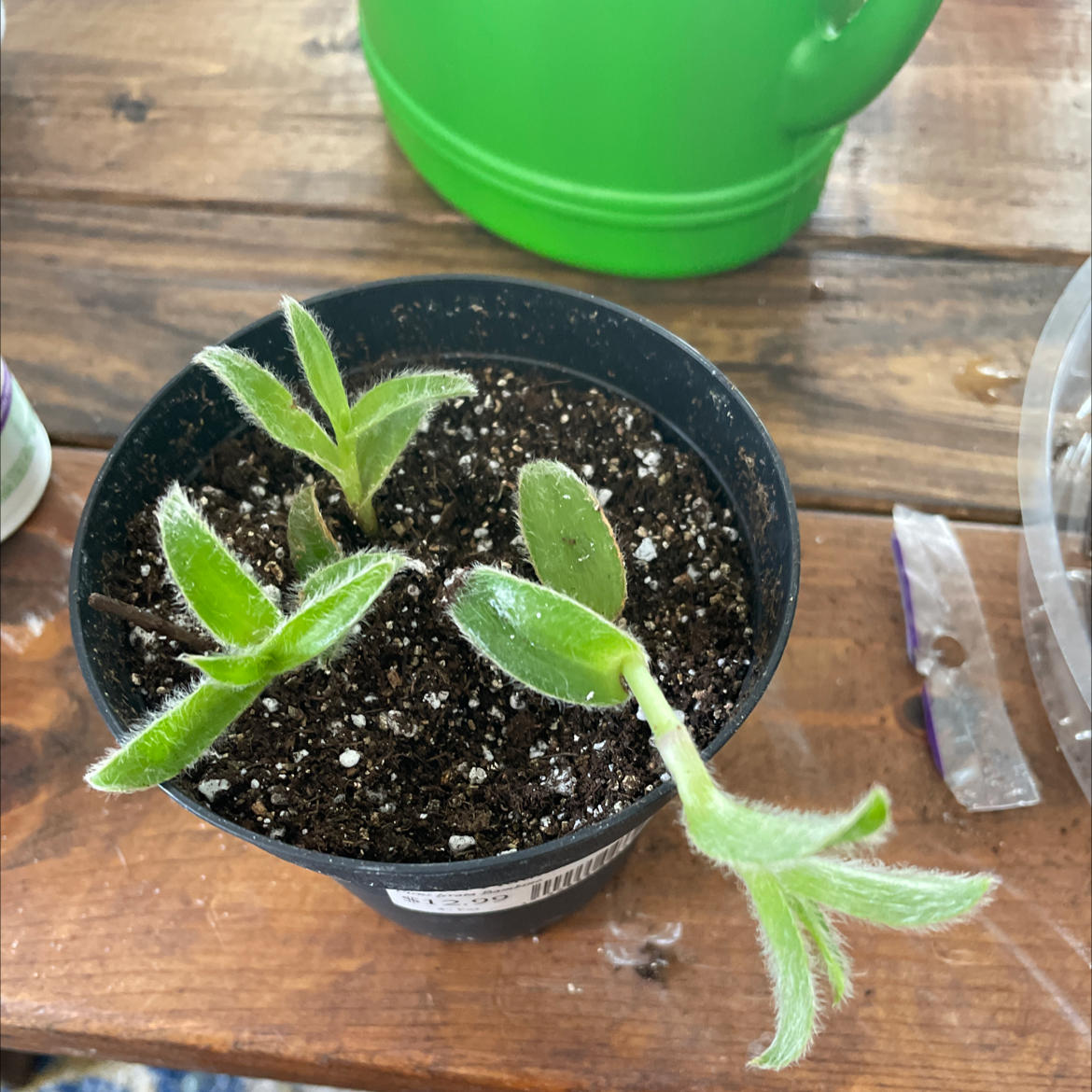 Potted Kitten Ears plant with fuzzy leaves in good health.
