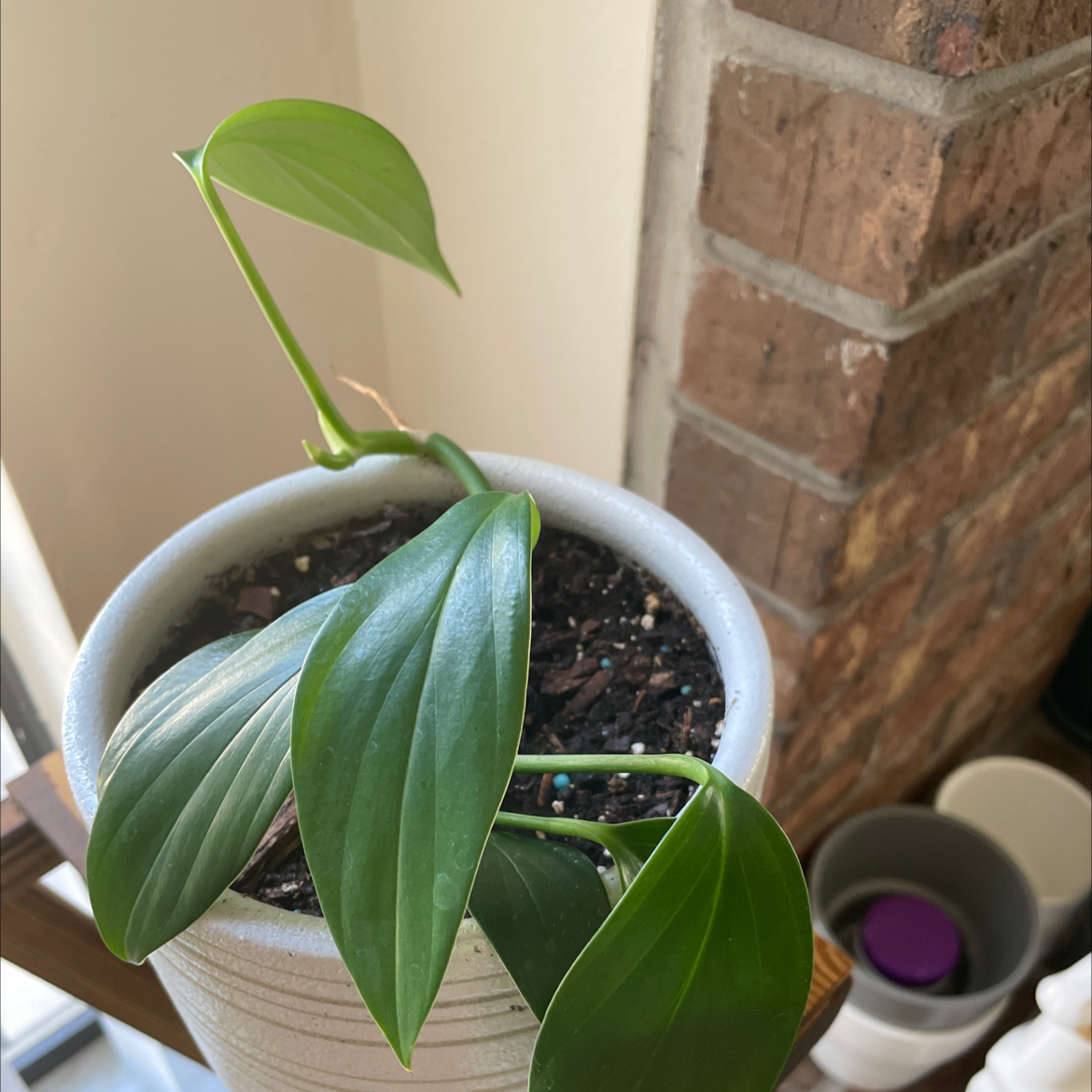Photo of the plant species Rhaphidophora decursiva by @TiarasHappyPlace named Drag On on Greg, the plant care app