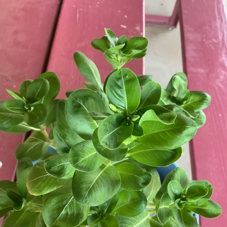 Bright Eyes plant photo by Liam named Madagascar periwinkle on Greg, the plant care app.