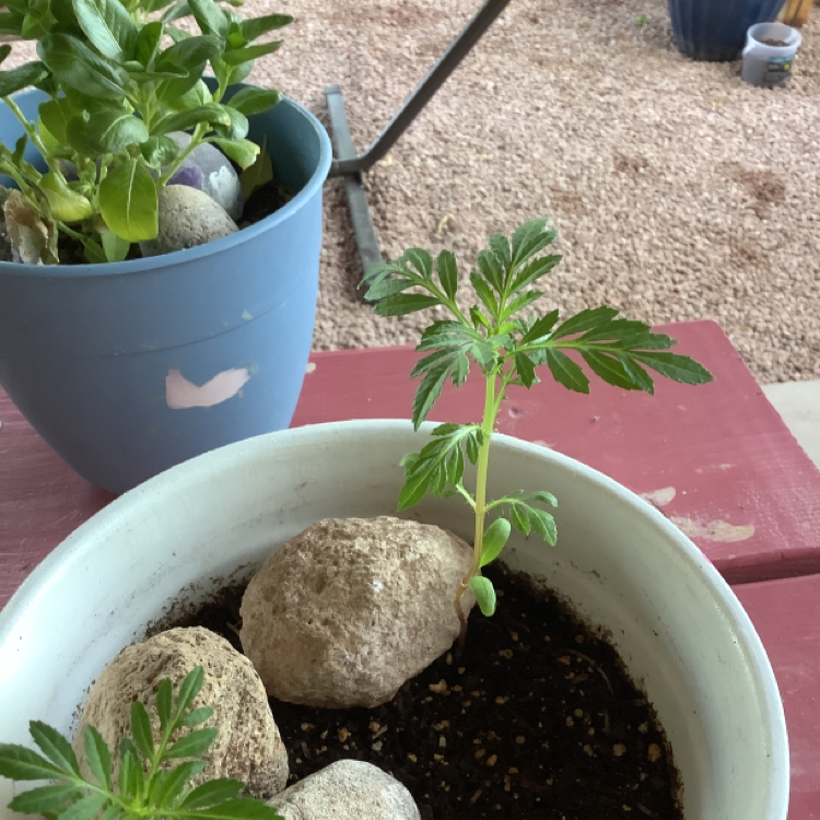 Photo of the plant species African Marigold by Liam named Mexican Marigold on Greg, the plant care app