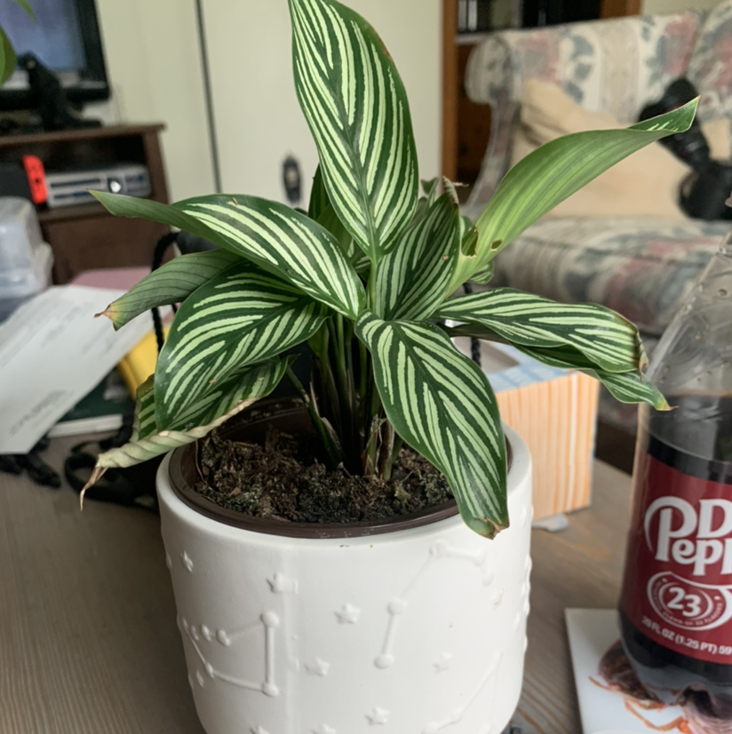 Pinstripe Calathea plant photo by @MissusE named Grisabella on Greg, the plant care app.
