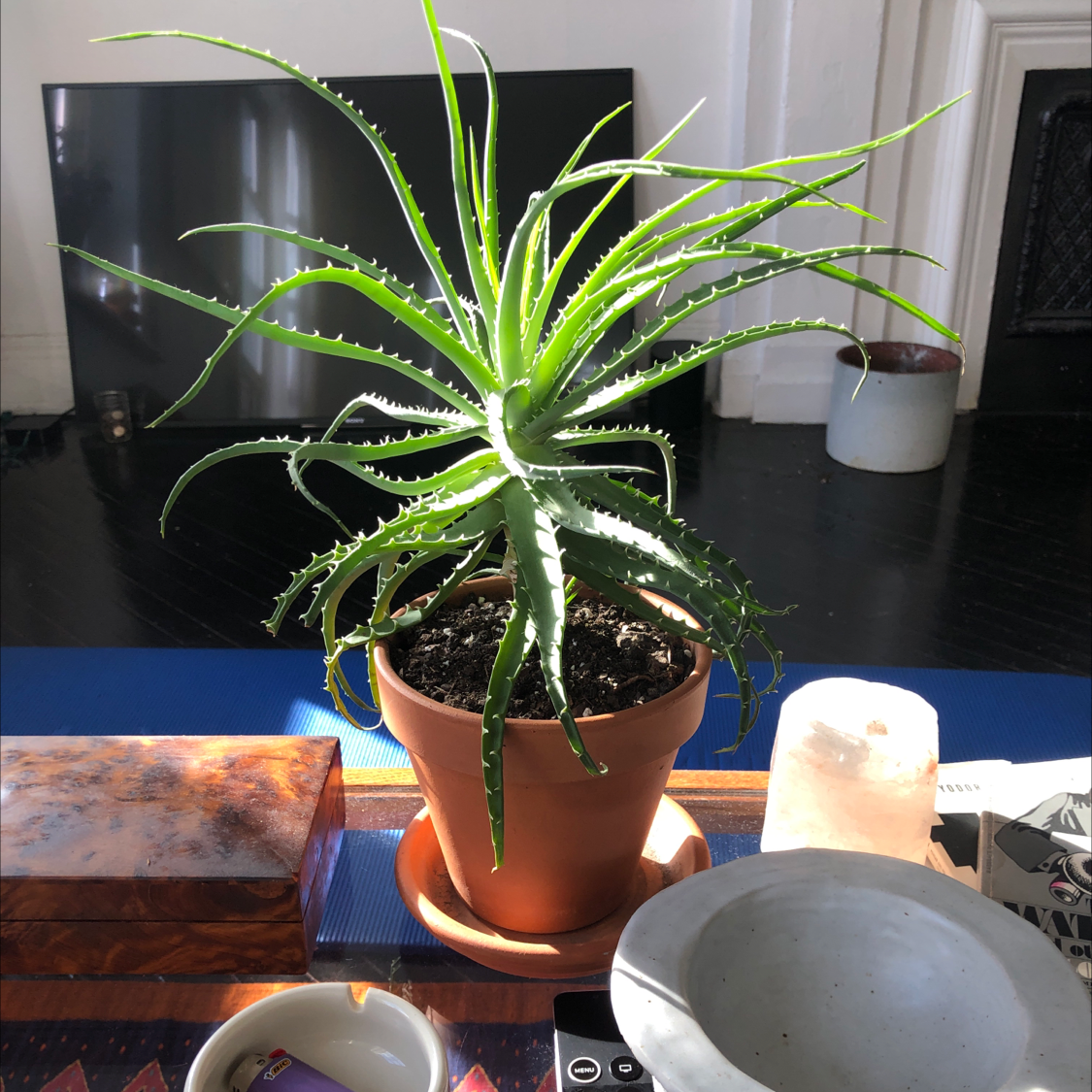 Healthy Candelabra Aloe plant in a terracotta pot, well-lit and vibrant.
