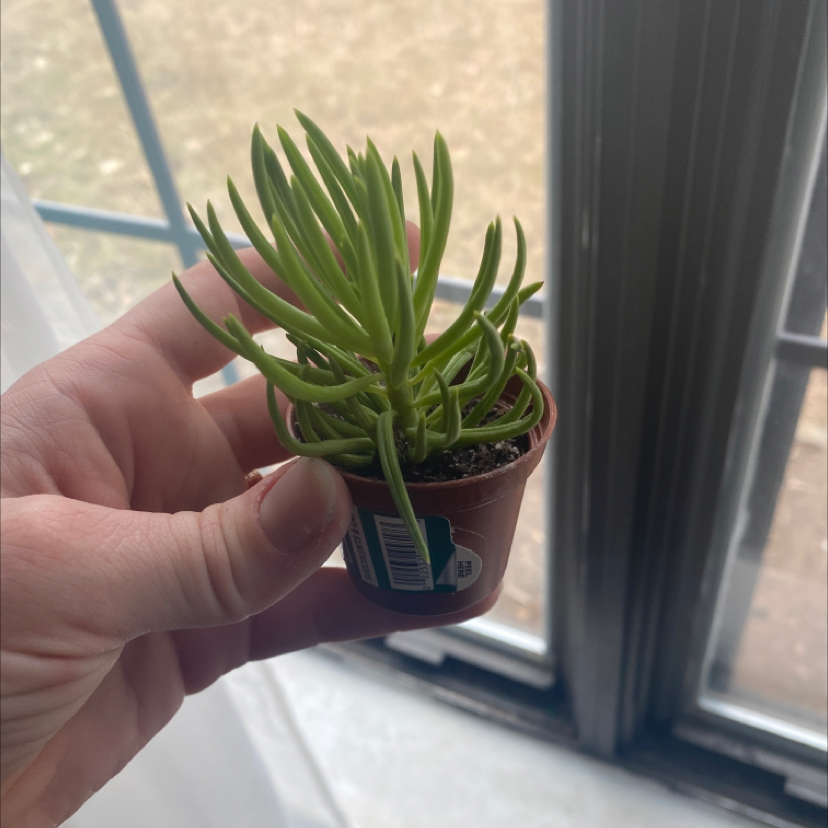 A healthy Succulent Bush Senecio plant being held by a hand near a window.
