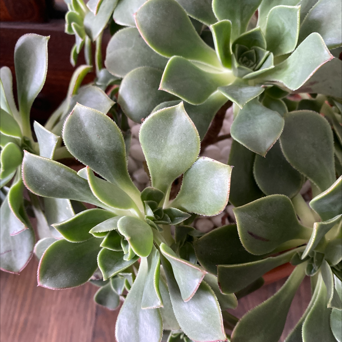 Healthy Haworth's Aeonium with green rosette leaves.