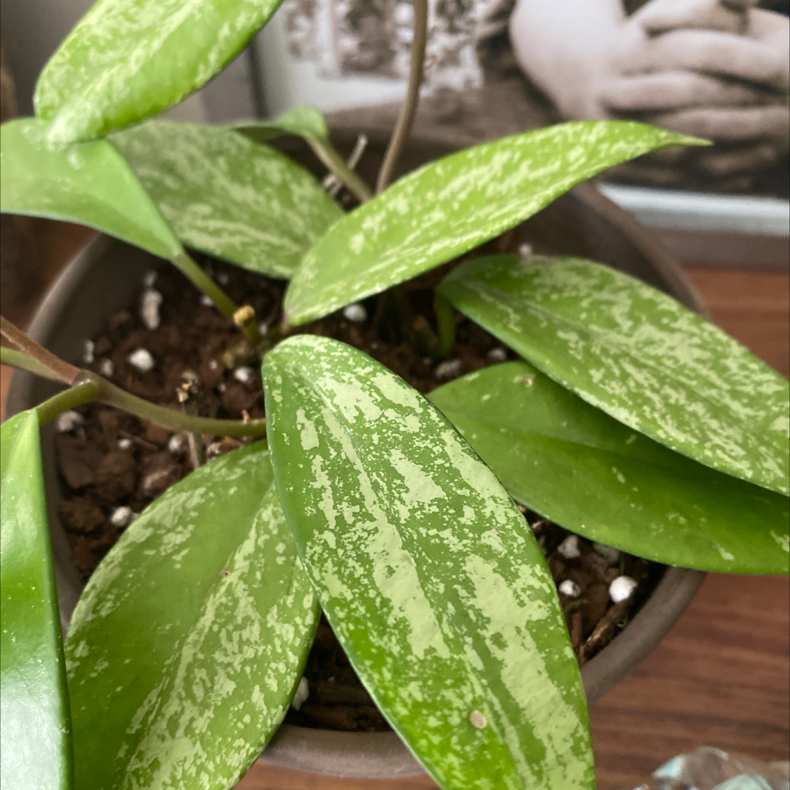 Healthy Gold Dust Dracaena plant with vibrant green and yellow variegated leaves in a dark colored pot with white stones on soil surface.