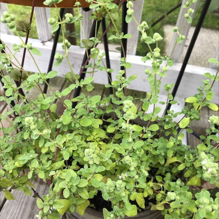 Potted Marjoram plant with small green leaves, some yellowing visible.