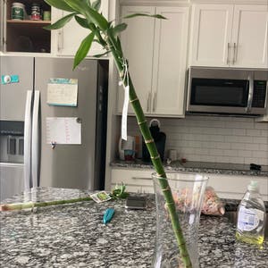 Lucky Bamboo plant photo by Cjbrin1691 named Foxxy on Greg, the plant care app.