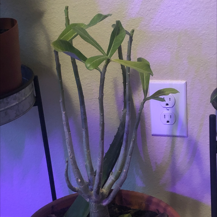 Desert Rose Plant with green leaves and bare stems in a pot indoors.