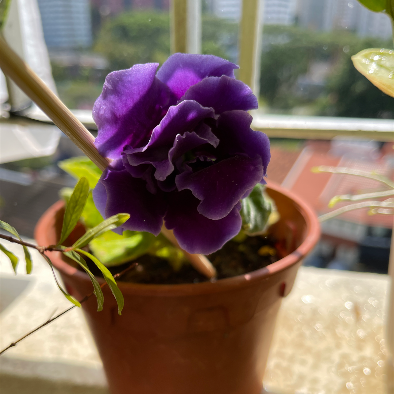 Potted Florist's gloxinia with a vibrant purple flower near a window.