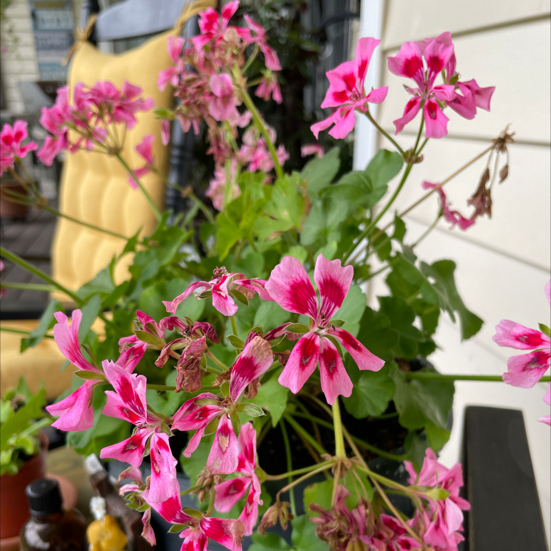 Flowering Ivy Geranium with vibrant pink flowers and some wilted blooms.