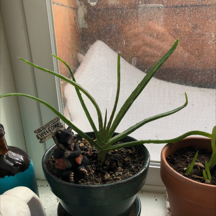 Aloe vera plant photo by @C named Marley on Greg, the plant care app.