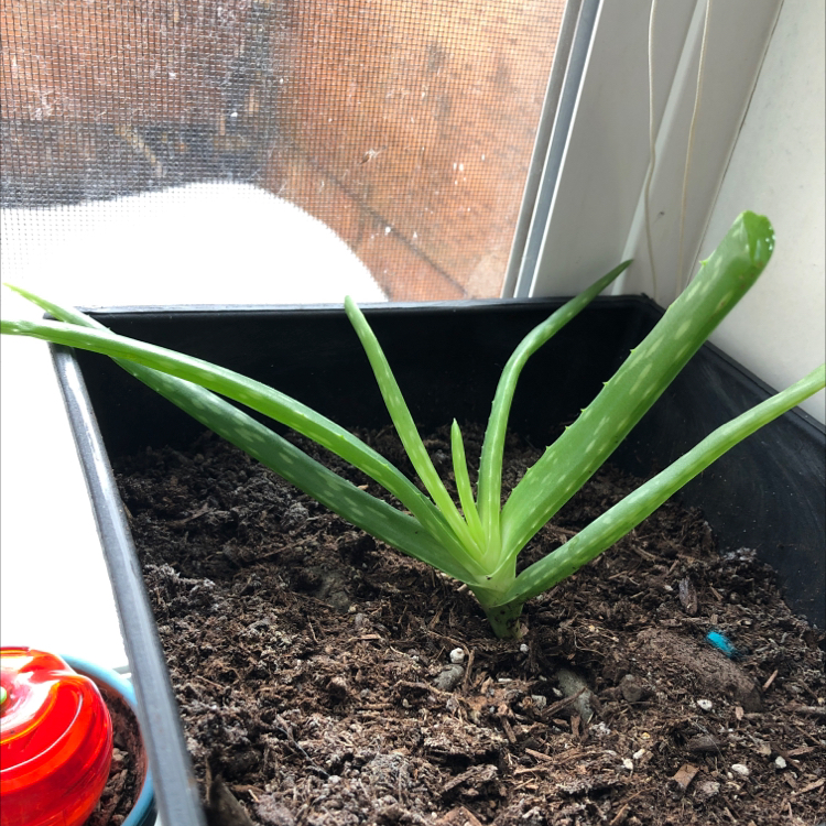 Aloe vera plant photo by @C named George on Greg, the plant care app.