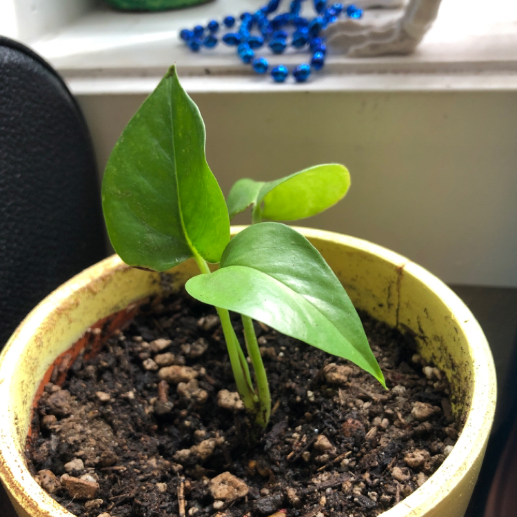 Jade Pothos plant photo by @C named Sanders on Greg, the plant care app.